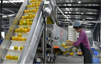 Tehnologija predelave citrusnega soka: koliko veste?